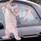 Ride With Cat thumbnail image 0
